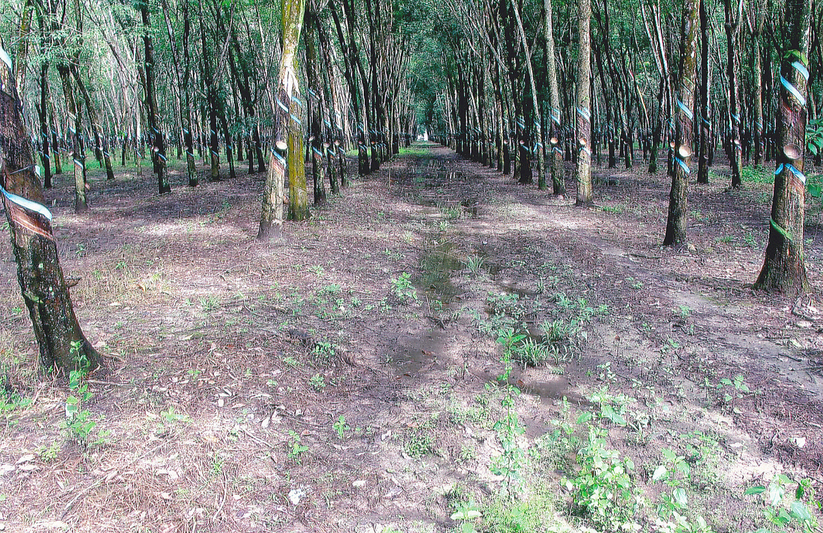 Một vườn cao su lớn ở Việt Nam — quỹ đất là tài sản quý nhất của GVR. Ảnh: Wikimedia Commons.