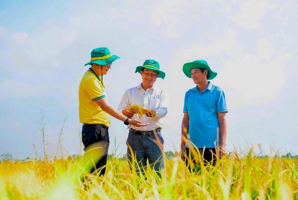 Phân bón Cà Mau đồng hành cùng nông dân trên đồng ruộng. Ảnh: PVCFC.