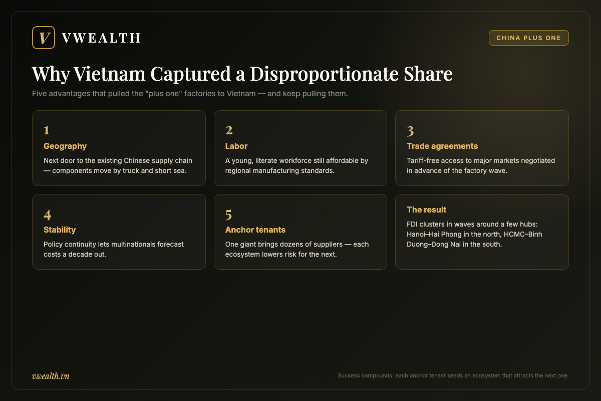 Infographic listing five reasons Vietnam captured a disproportionate share of China Plus One FDI: geography, labor, trade agreements, stability and the anchor-tenant effect clustering factories around northern and southern hubs
